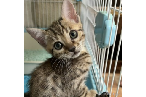 成約済の千葉県のベンガル-54627